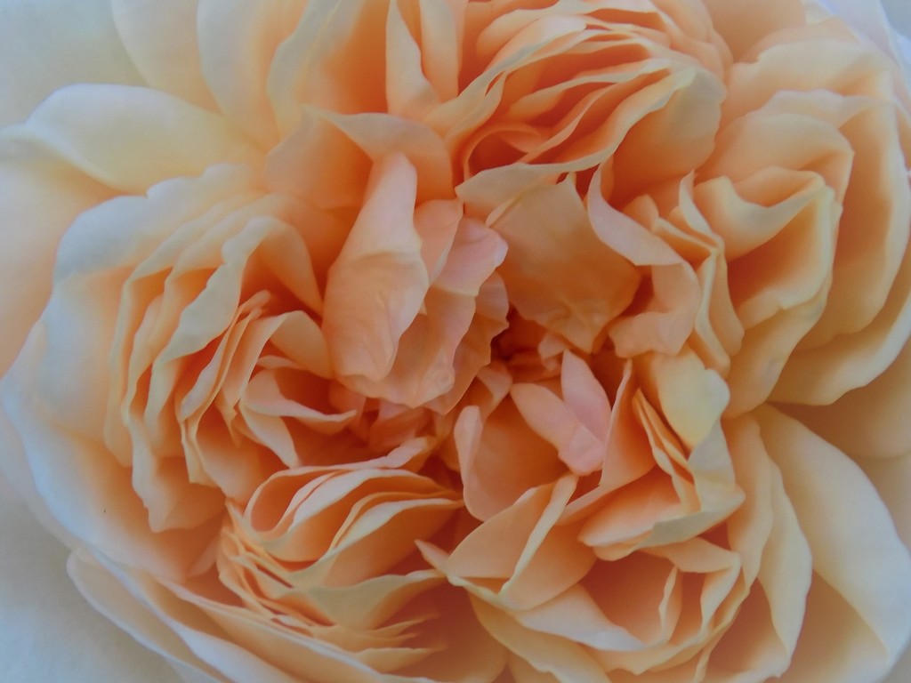 Rose by flowerfairyann