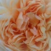 Rose by flowerfairyann