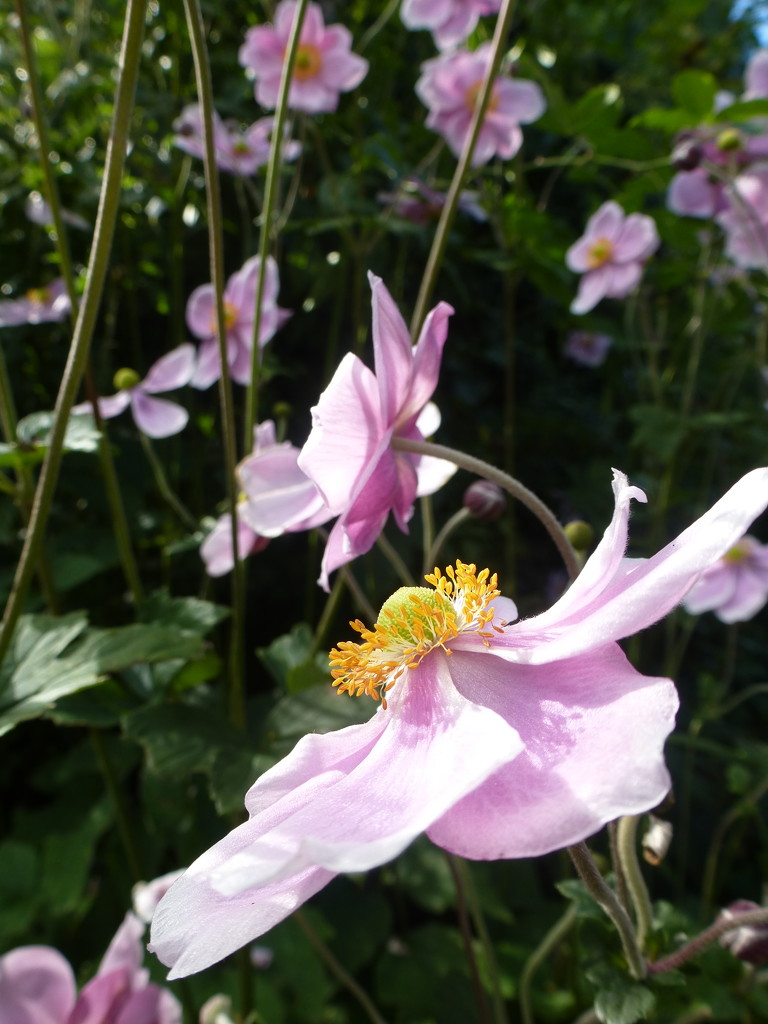 Japanese- anemone by snowy