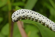 2nd Sep 2016 - I thought I saw a caterpillar ..