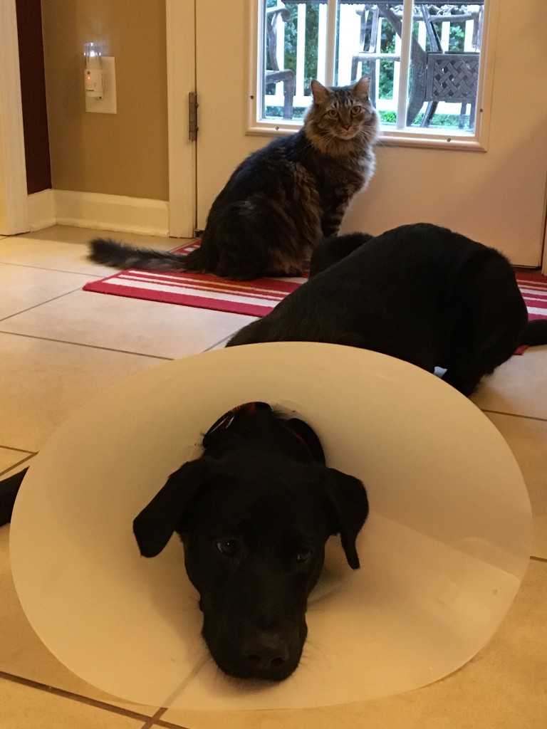 The Cone of Shame by graceratliff