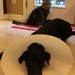The Cone of Shame by graceratliff