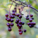Wild purple berries! by fayefaye