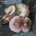 Mushrooms by falcon11