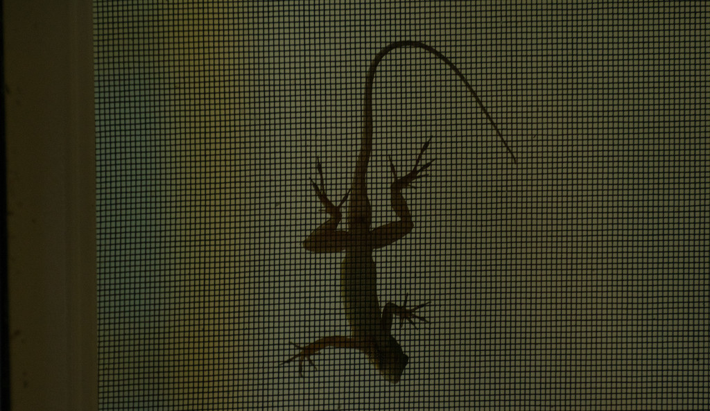 Lizard Silhouette! by rickster549