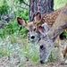 Meet Bambi by dmdfday