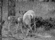 31st Aug 2016 - Bambi Twins