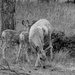 Bambi Twins by dmdfday