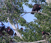 1st Sep 2016 - turkey vultures