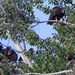 turkey vultures by aecasey