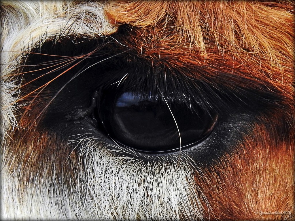 Eye Aye by yorkshirekiwi