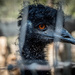 Eye On The Prize ~ Emu Eye by elatedpixie
