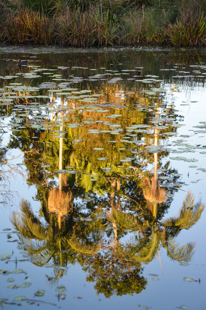 Palm reflections in lily pond, Mapleton by jeneurell