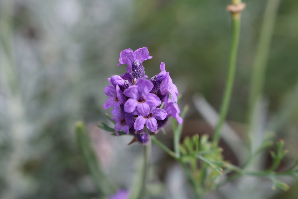 Last Bud of Lavender by phil_sandford