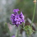 Last Bud of Lavender by phil_sandford