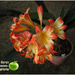 Clivia plant by kerenmcsweeney
