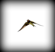 3rd Sep 2016 - Swallow