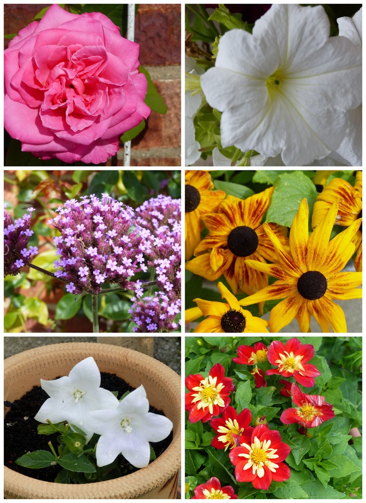 Garden Flower Collage by foxes37