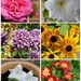 Garden Flower Collage by foxes37