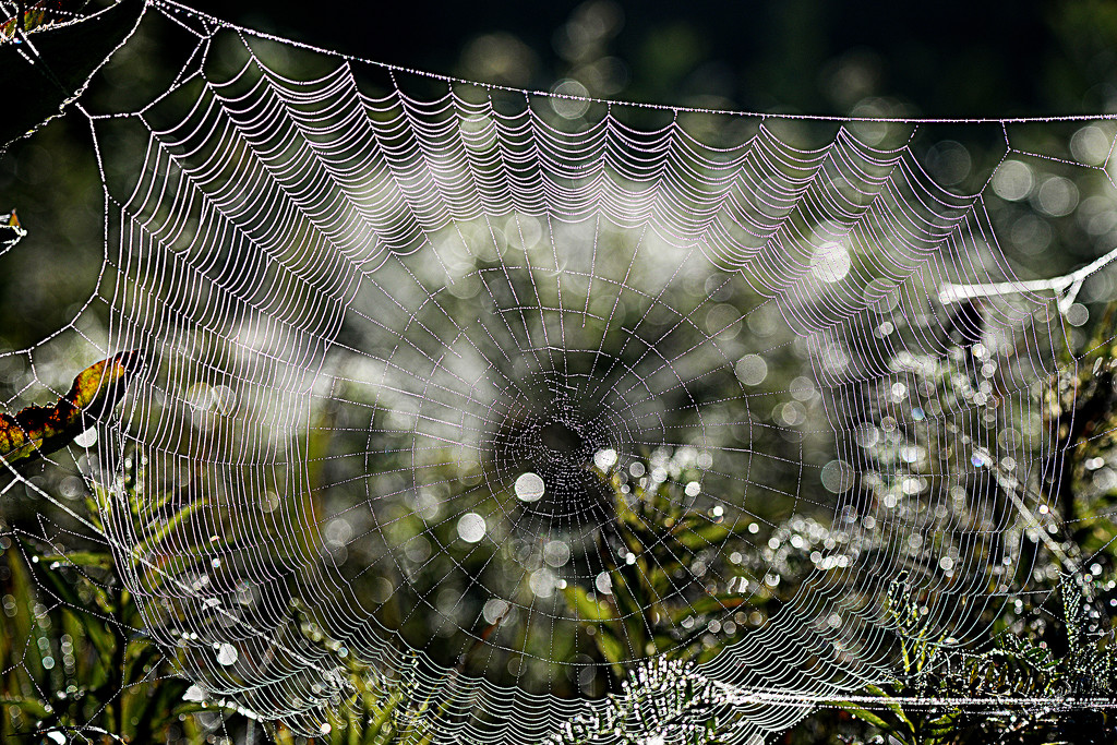Bokeh Spider Web! by fayefaye