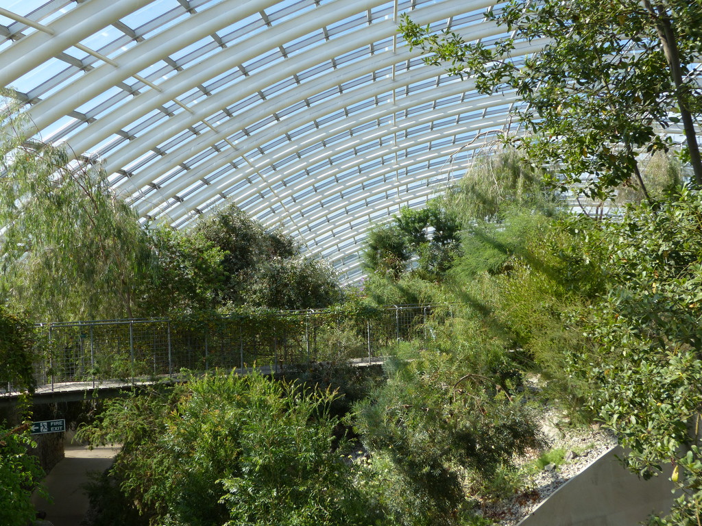 National Botanic Garden of Wales -  Inside the Great Glasshouse  by susiemc