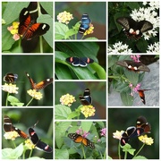 31st Aug 2016 -  Tropical butterflies at The Botanical Gardens