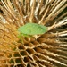 Green Shield Bug on a Teasle by fishers