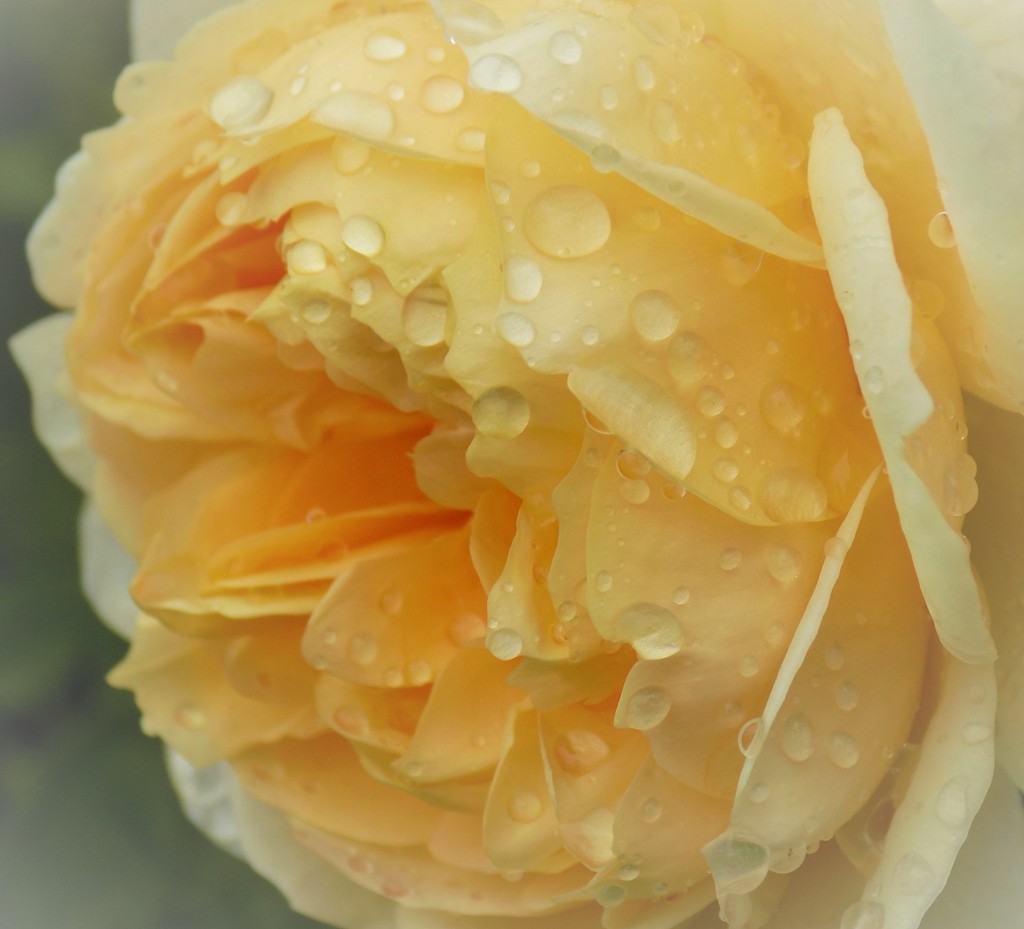 Raindrops on rose by flowerfairyann