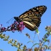 Beautiful butterfly on a beautiful day by tunia