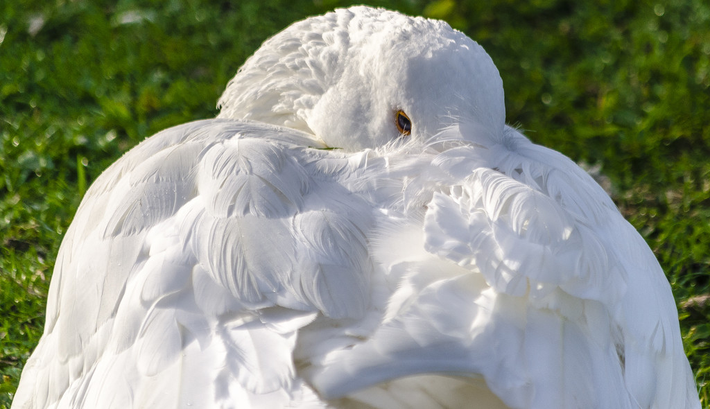 White Goose by tonygig