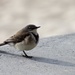 2016 08 07 Another Wagtail by kwiksilver