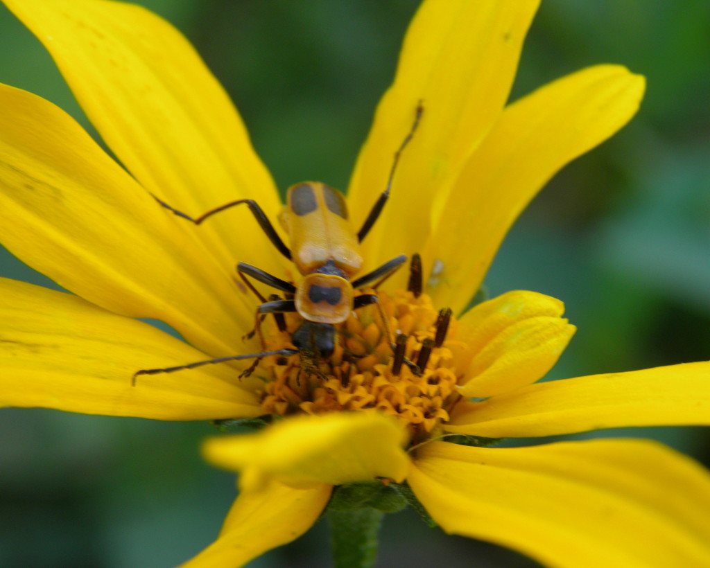Garden Beetle by daisymiller
