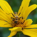 Garden Beetle by daisymiller