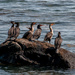 Cormorants again by joansmor