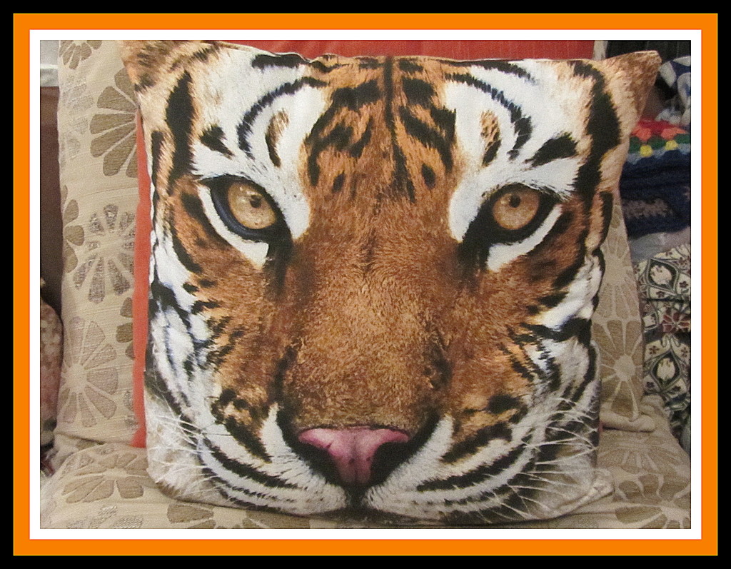 My Tiger cushion from Primark. by grace55