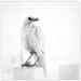 The Good Bird by aikiuser