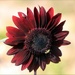 Chianti Hybrid Sunflower by paintdipper