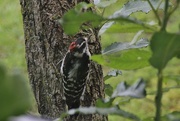 3rd Sep 2016 - Downy Woodpecker