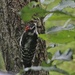 Downy Woodpecker by bjchipman