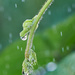 Sprinkler Detail by gardencat
