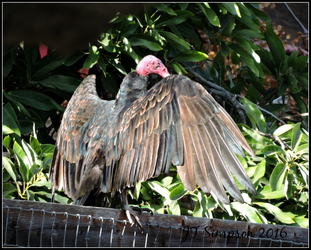 Turkey Vulture Wingin' it... by soylentgreenpics