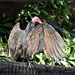 Turkey Vulture Wingin' it... by soylentgreenpics