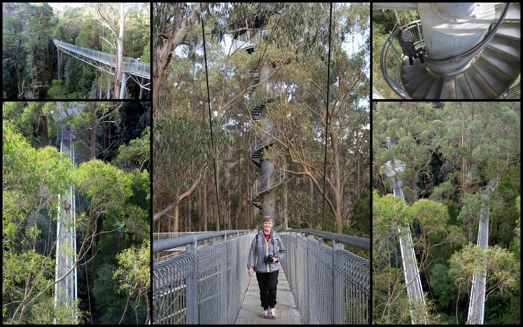 Otway Fly Tree-top Walk by gilbertwood
