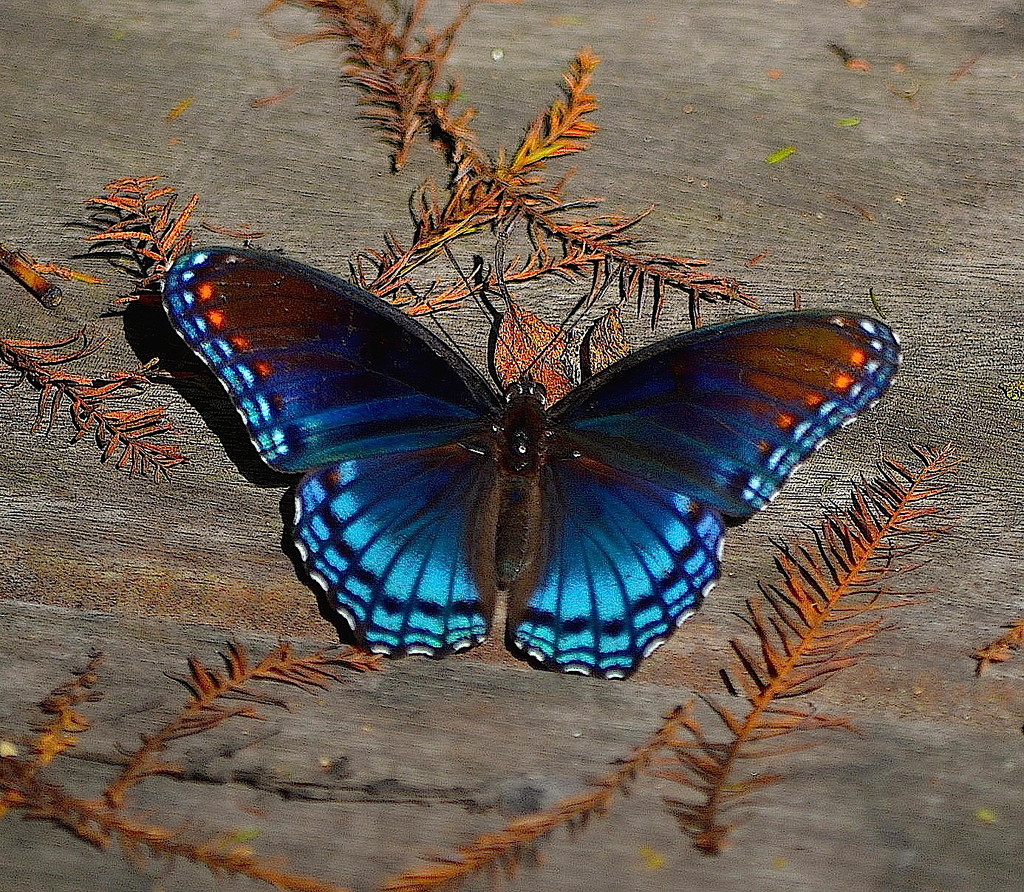 Red-spotted purple (Liminitis arthemis) by congaree