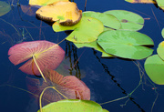20th Aug 2016 - Lily pads
