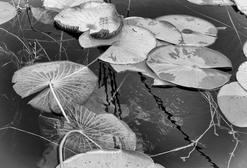 Lily pads, black and white by eudora