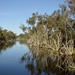 Reflectons on Wilgie Creek_DSC1315 by merrelyn