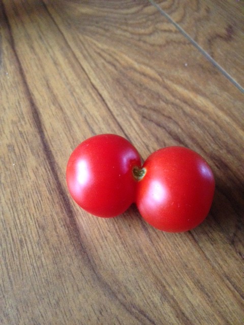 Siamese tomato! by denidouble