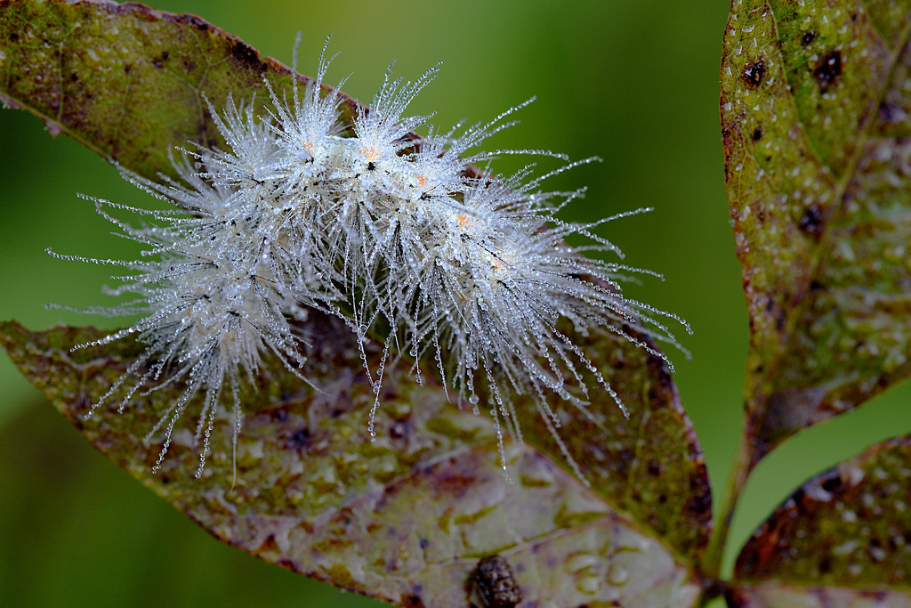 Morning dew on caterpillar! by fayefaye