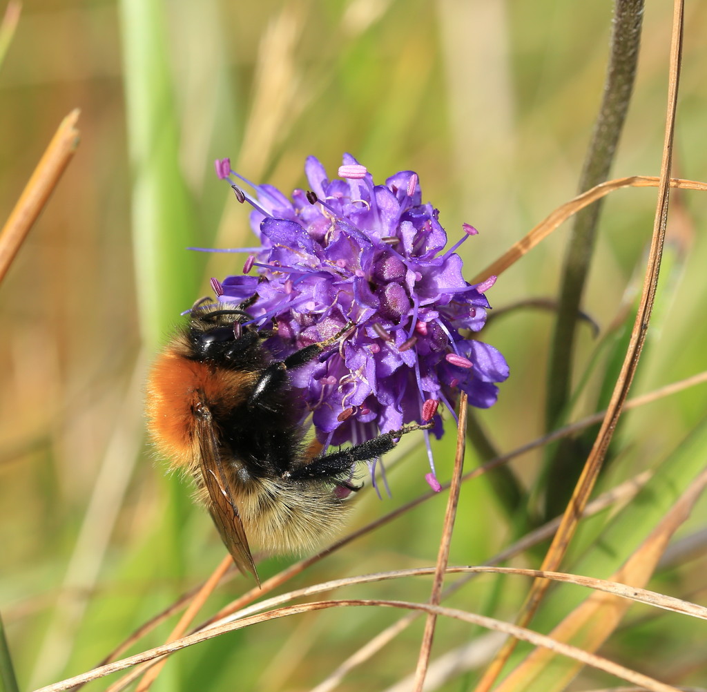Scabious & Friend by lifeat60degrees